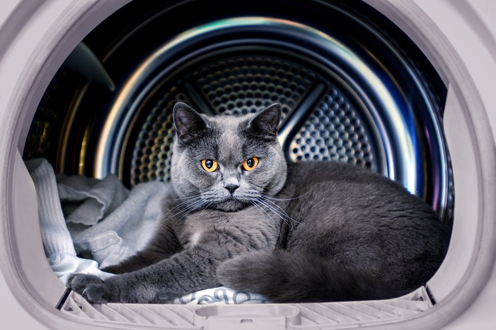 Photograph by Nau-Nau