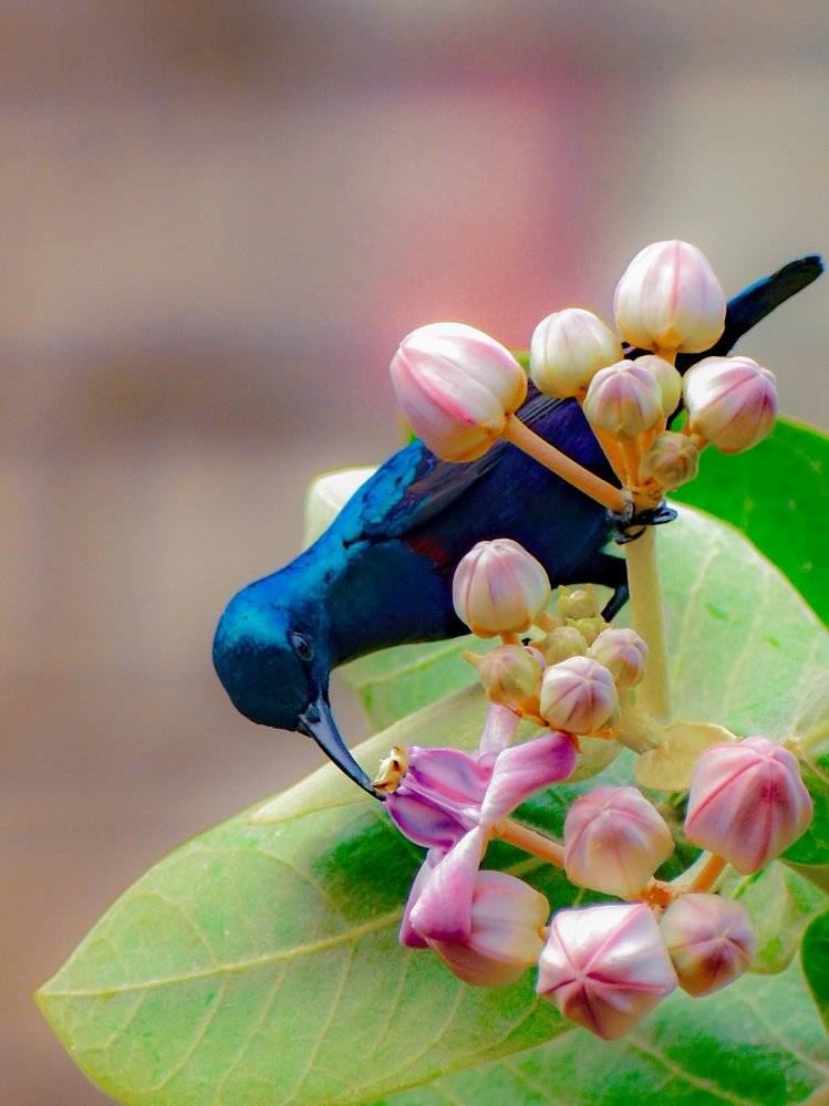 Photograph by Arnab Mondal