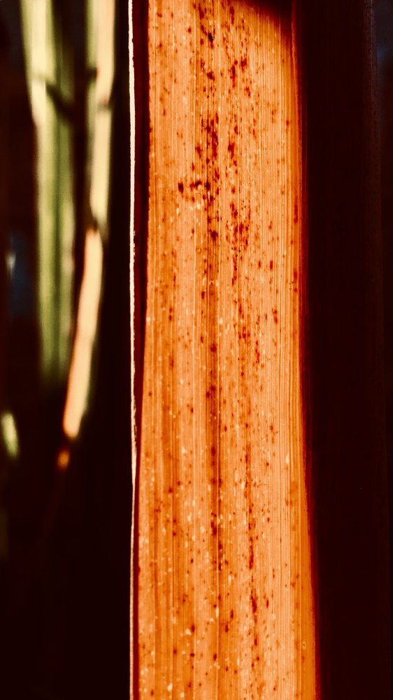 Photograph by Bruca Manigua