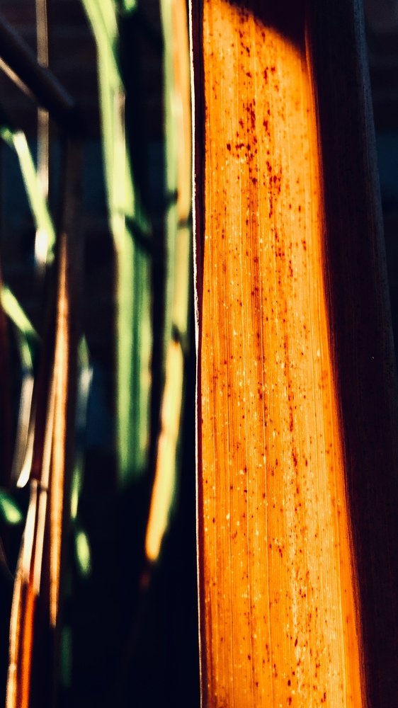 Photograph by Bruca Manigua