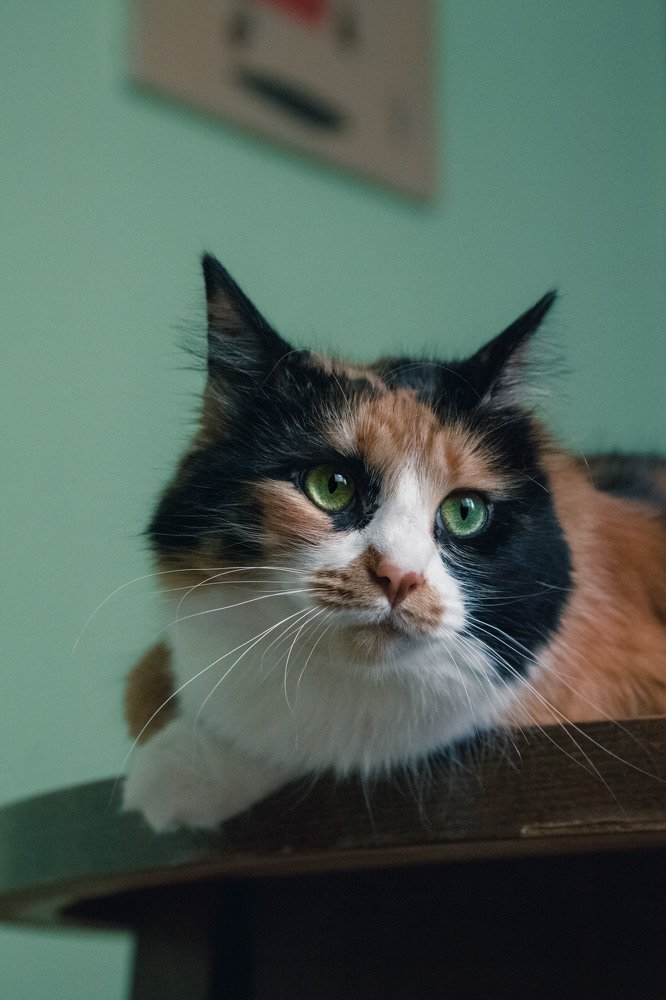 Фотография автора Ivelina Petkova