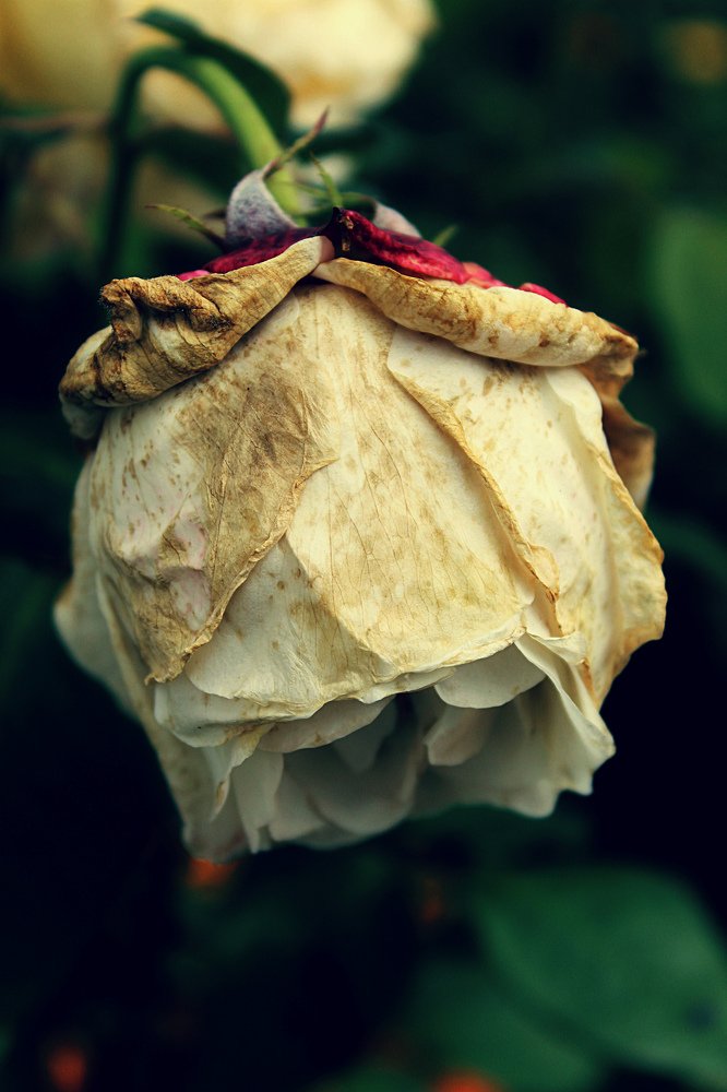 Увядание прекрасного-тоже прекрасно.