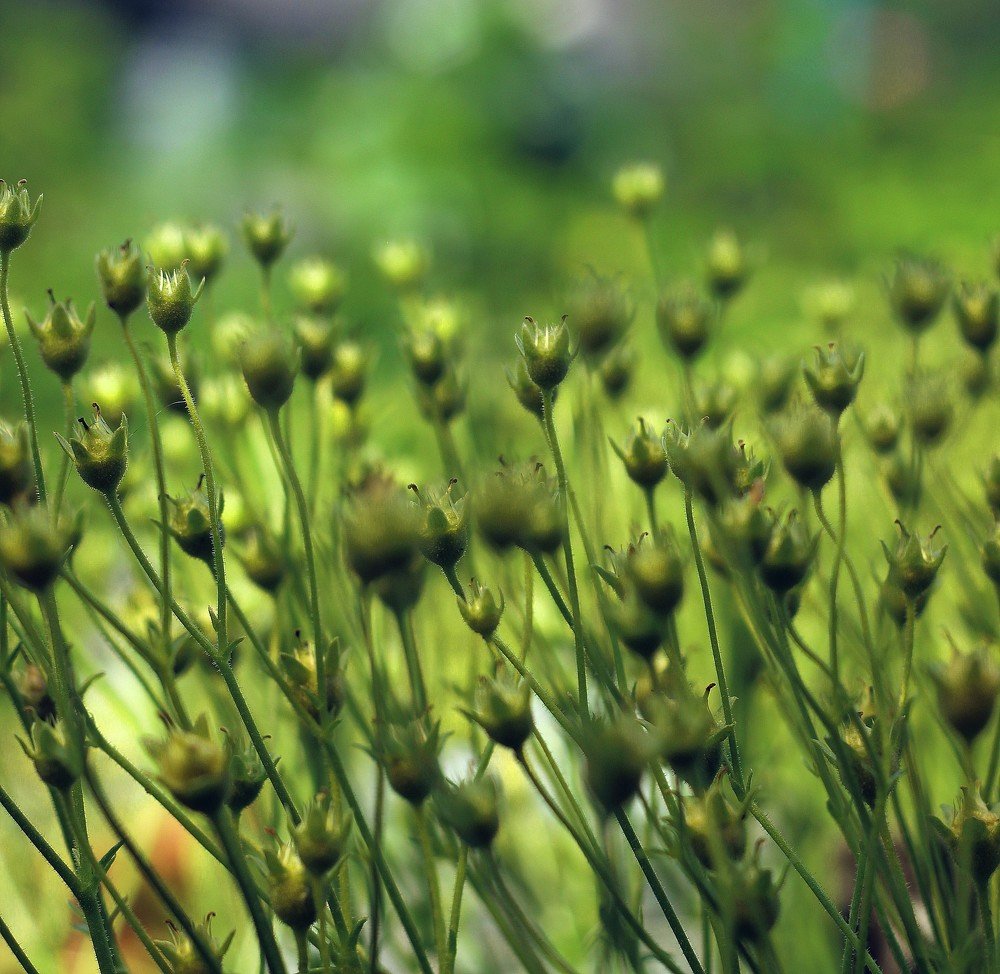 Миниатюрные джунгли.