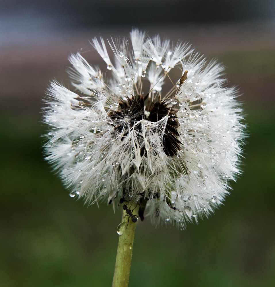 Photograph by Дмитрий Коваленко