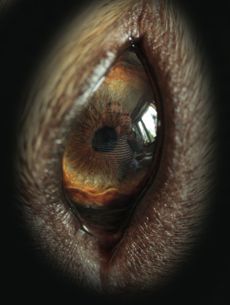 автопортрет в глазу собаки