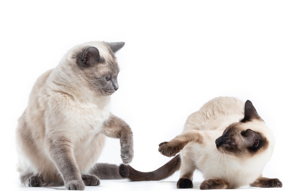 Photograph by Екатерина Коломеец