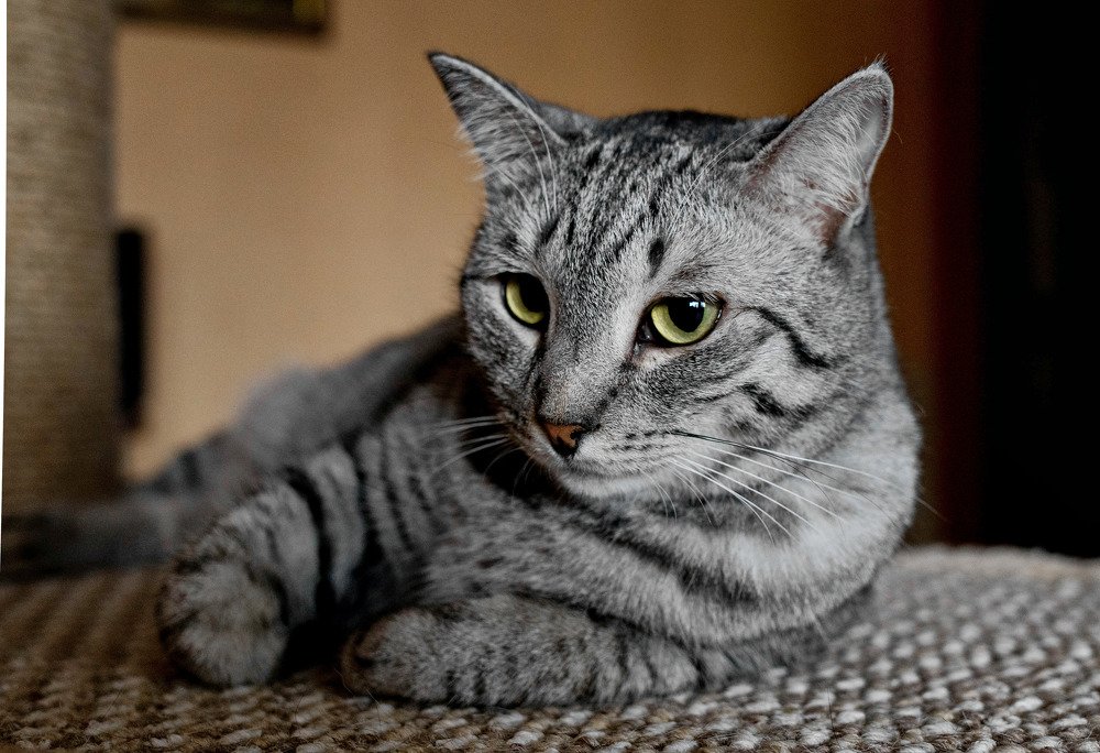 Фотография автора Дмитрий Климов