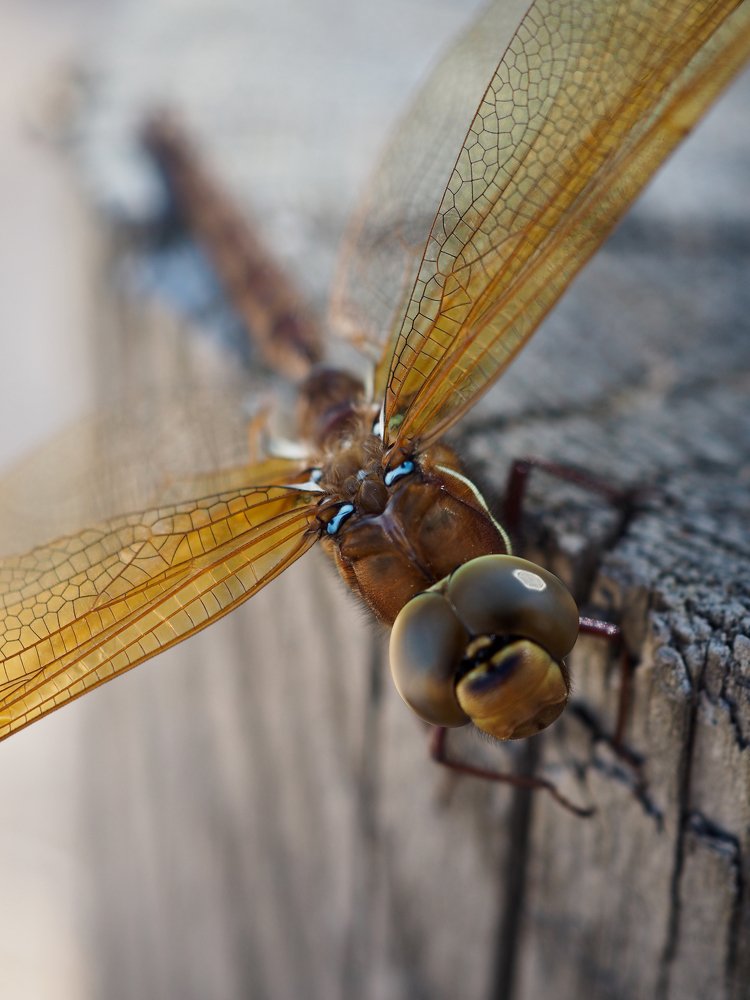 Photograph by Ольга Линк