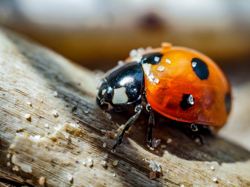 Photograph by Ольга Линк