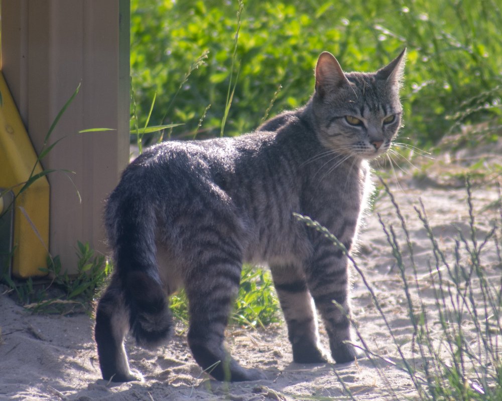 Кот-воевода
