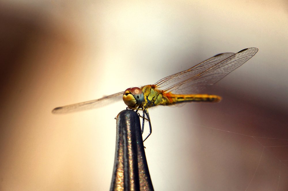 Photograph by Вероника Раевская