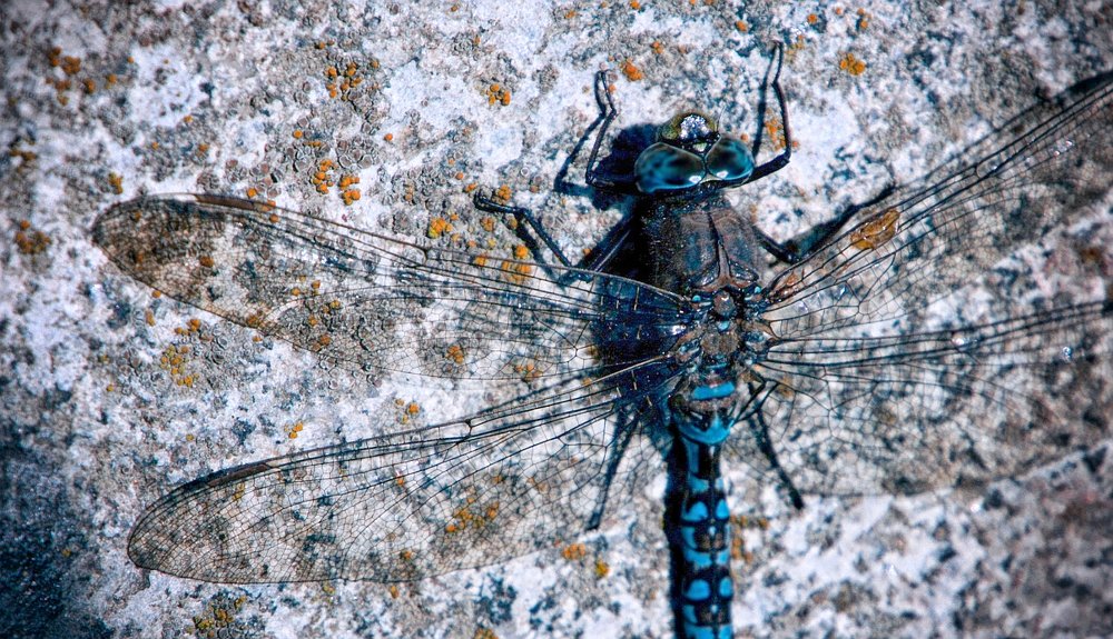 Photograph by Вероника Раевская
