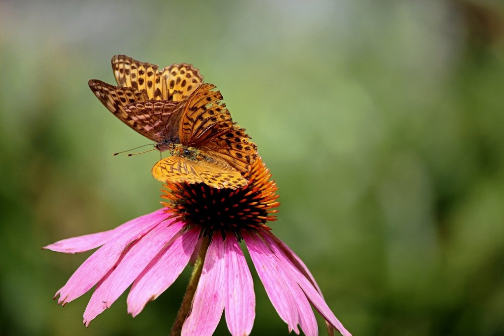 Photograph by Галина Мазур