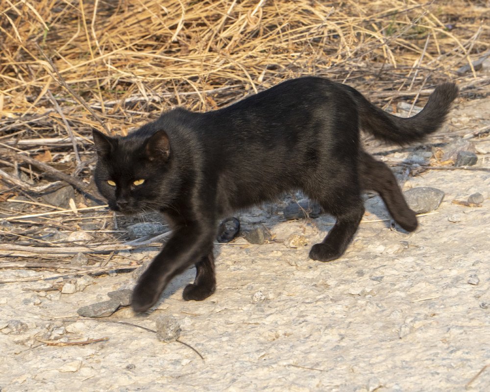 Чёрная пантера