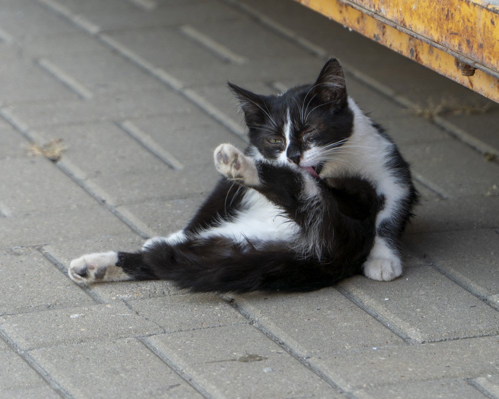 После трапезы