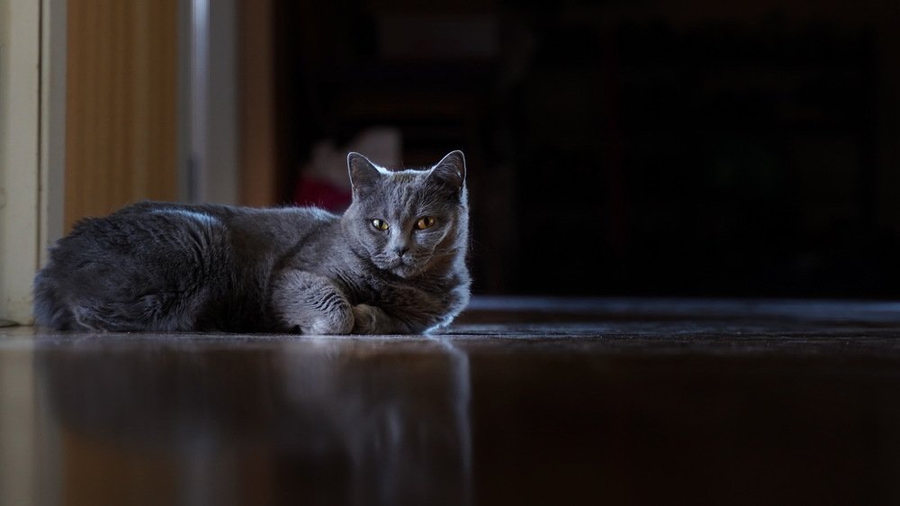 Фотография автора Анатолий Дауров