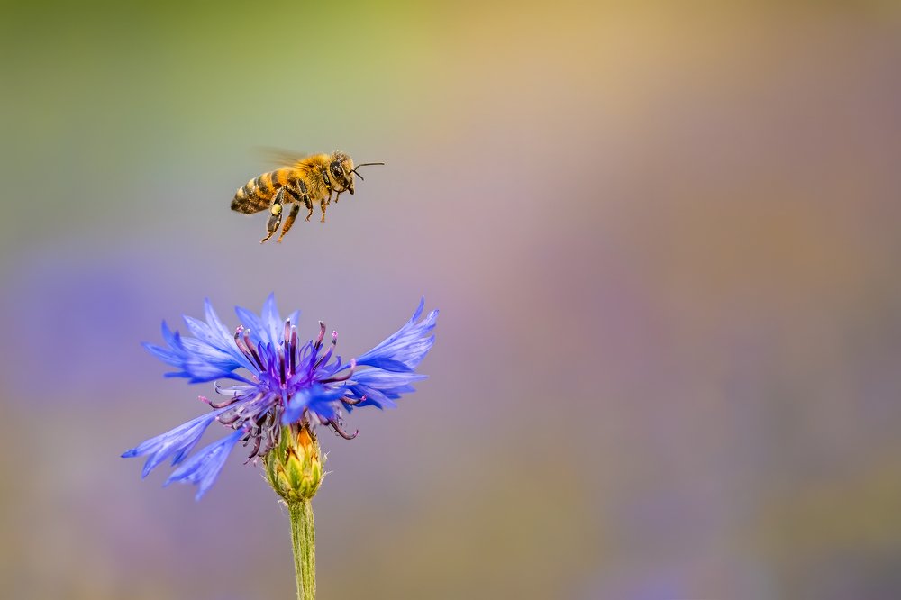 Фотография автора Cristi Dădălău