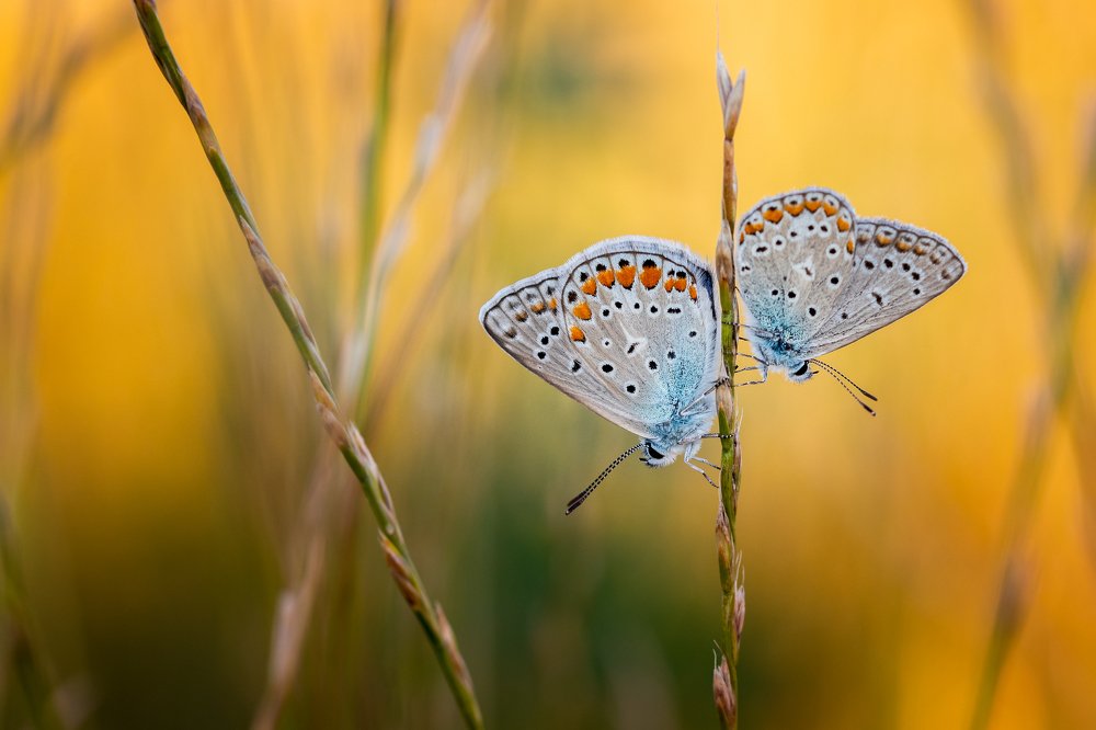 Photograph by Cristi Dădălău