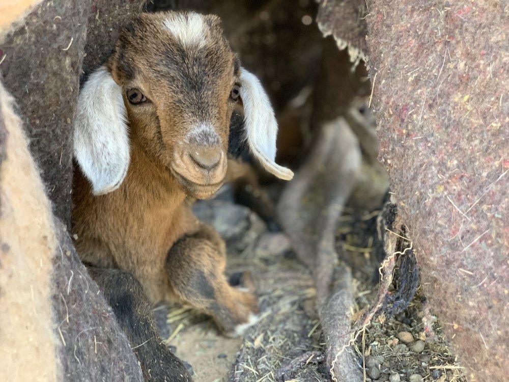 Photograph by Syed Farouk