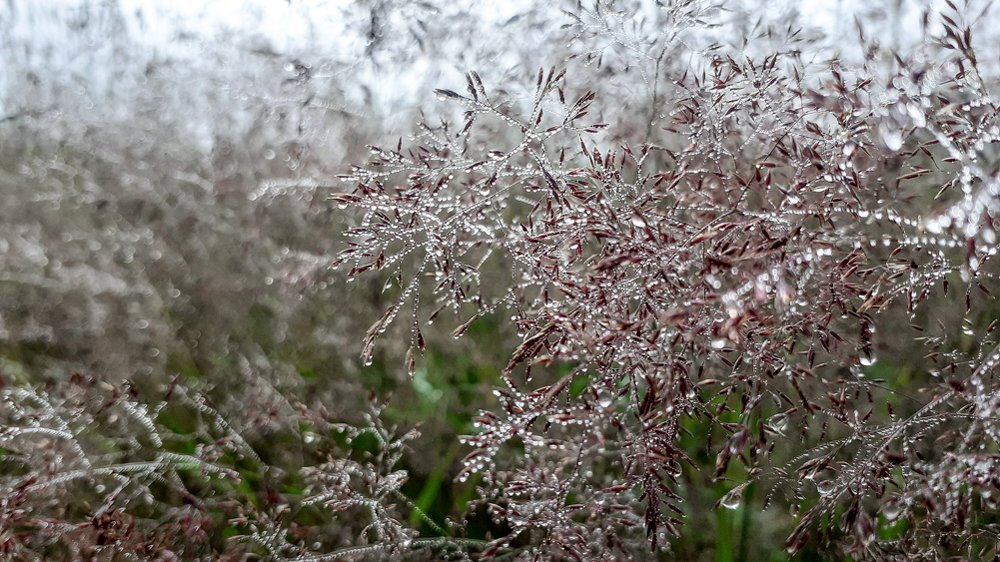 Роса на траве