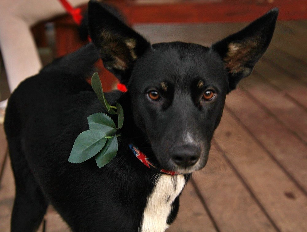 Photograph by Debbie Strauss