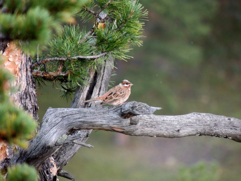 Дождик в тайге