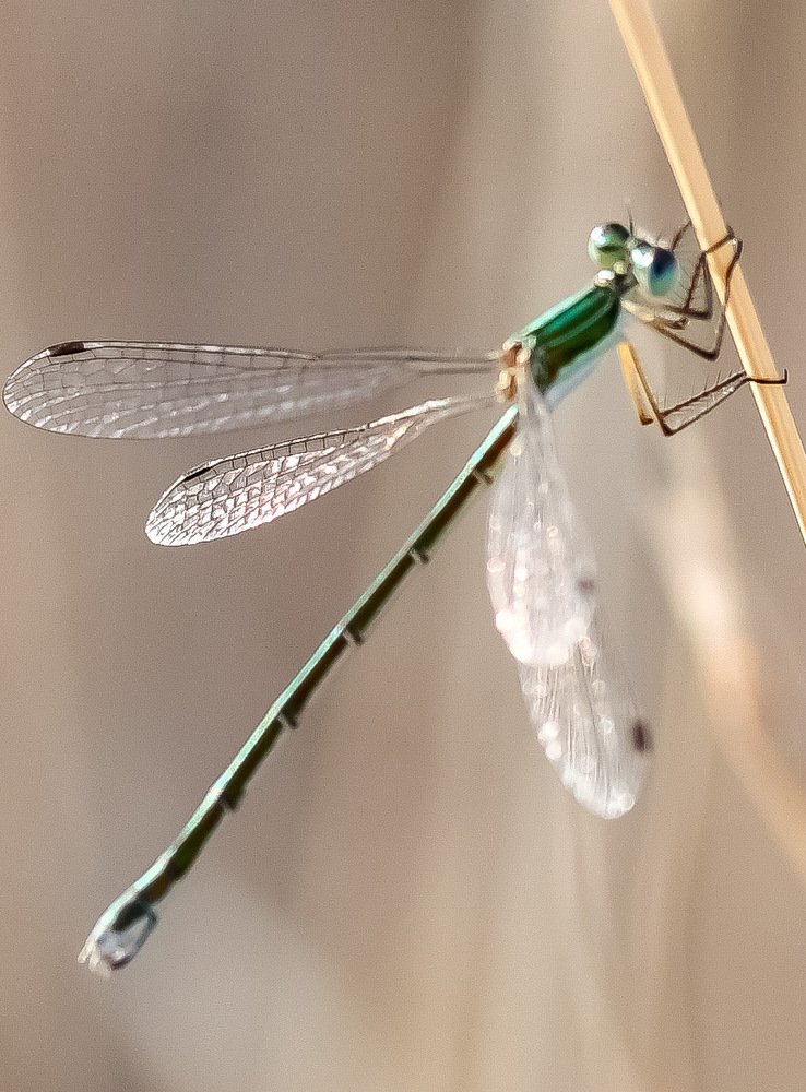 Photograph by Людмила Мамулат