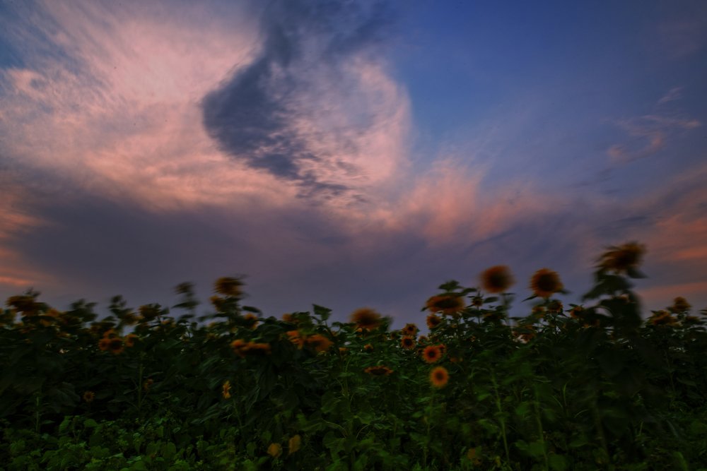 Фотография автора Milad Falahi