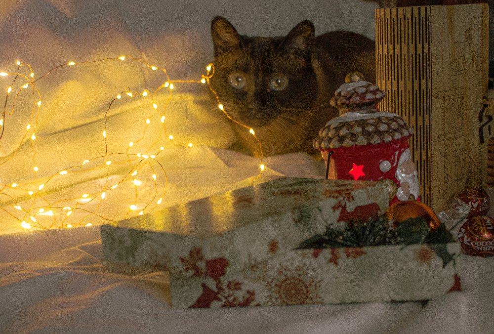 Photograph by Ангелина Карелина