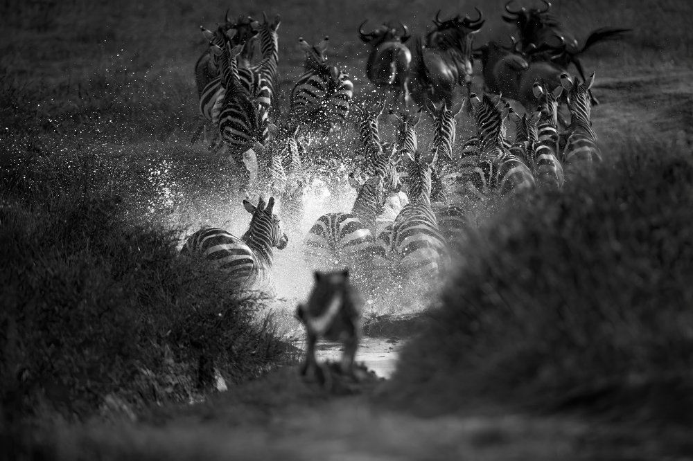 The Battle for survival