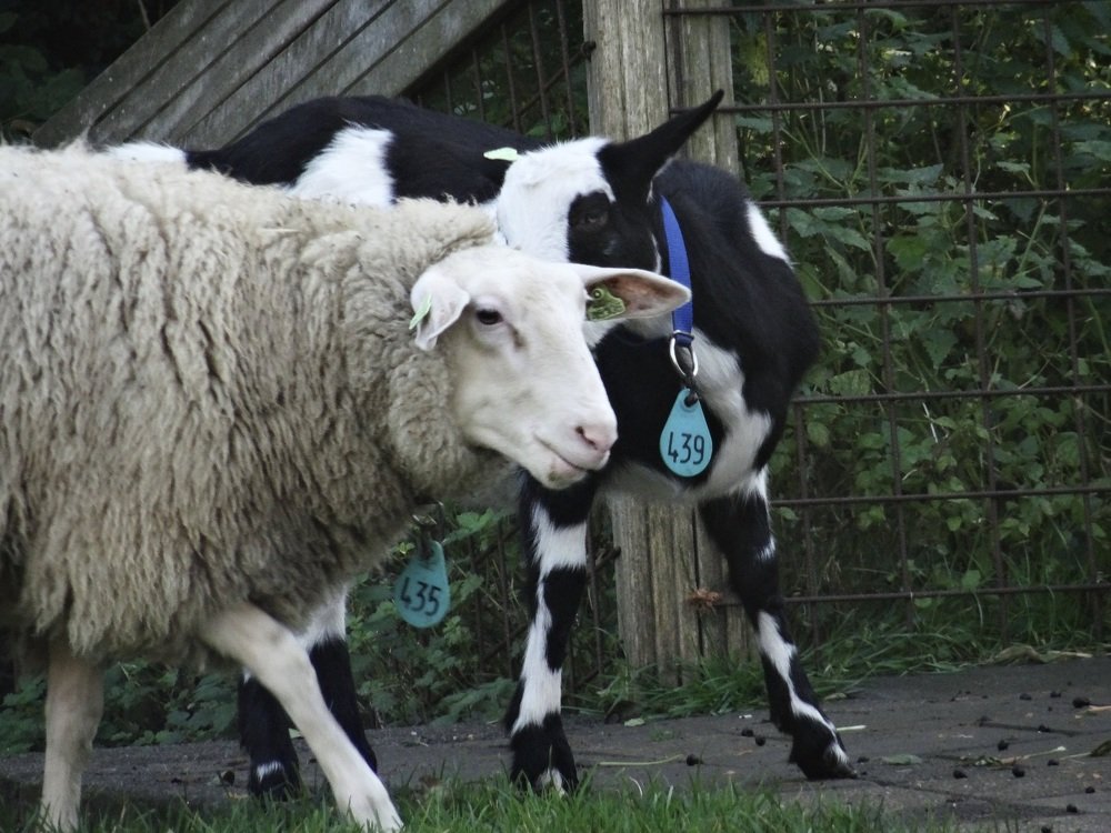 Photograph by Sona Sahakian