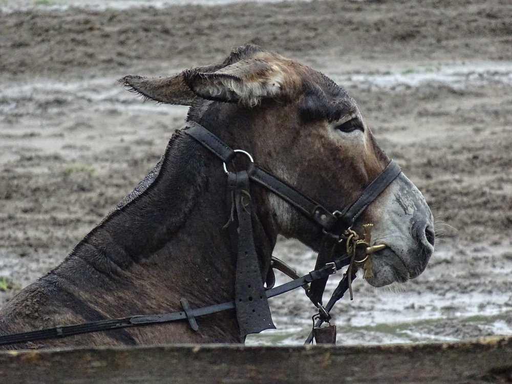 Photograph by Sona Sahakian