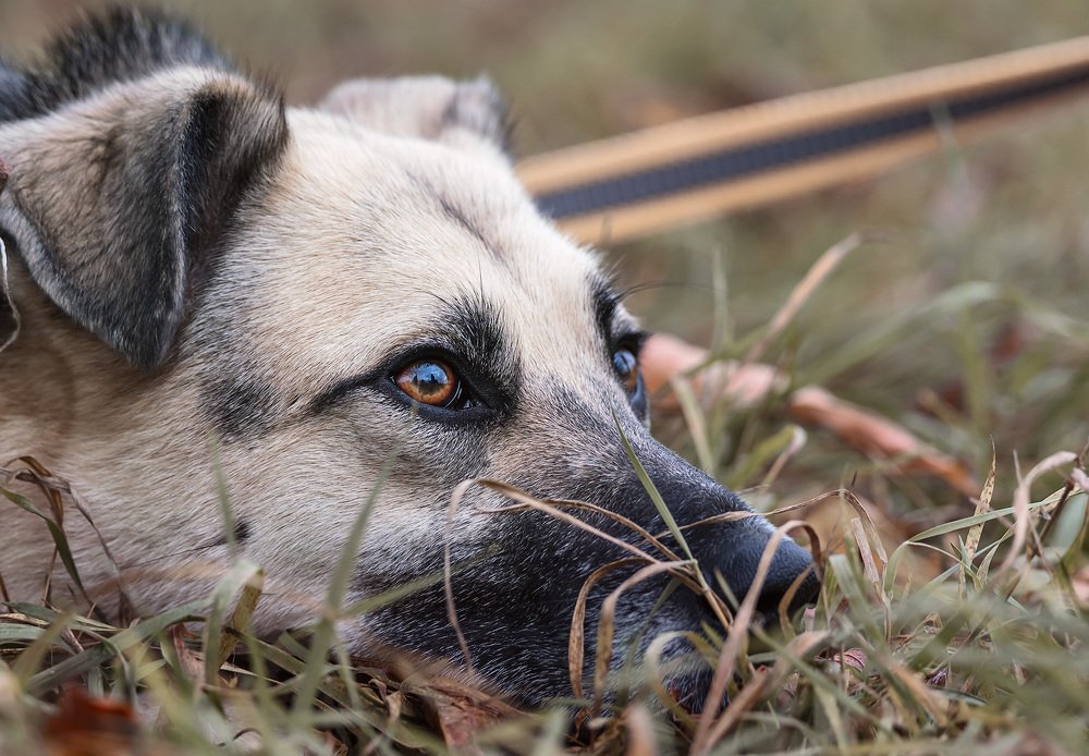 Photograph by Олег Милеев (Каминцев)