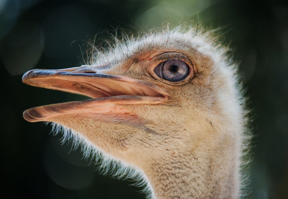 Photograph by Даркина Дарья