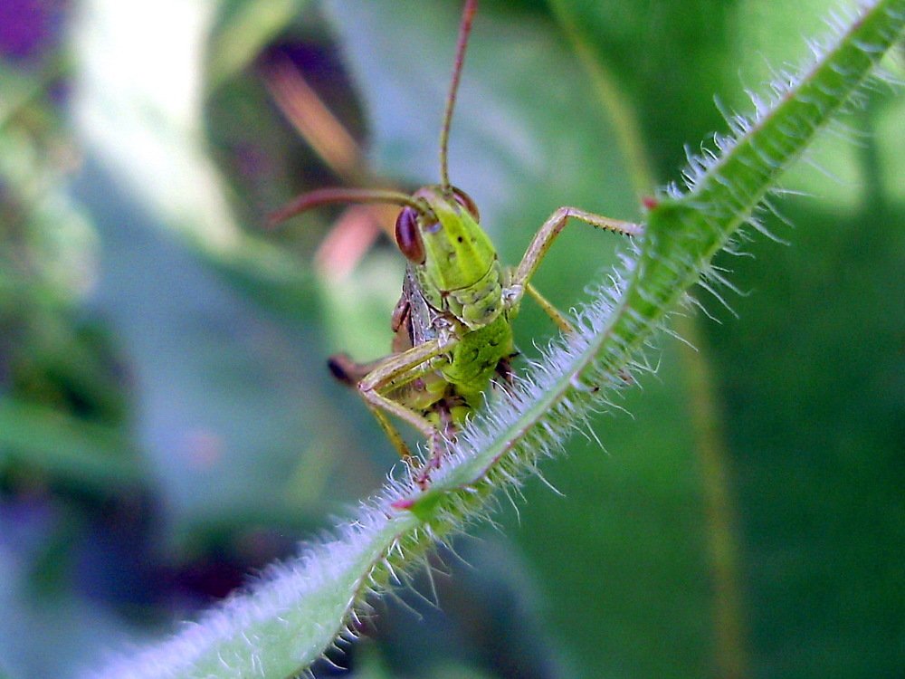 Кузнеца звали?