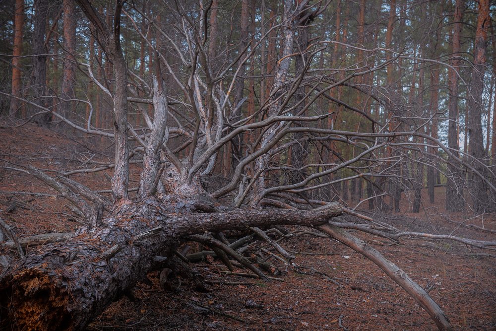 Photograph by Ольга Власенко