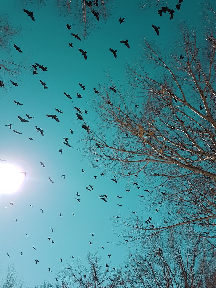 Photograph by Amir Ramezani