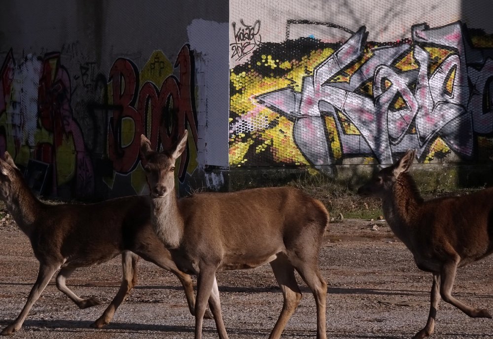 deers in the city