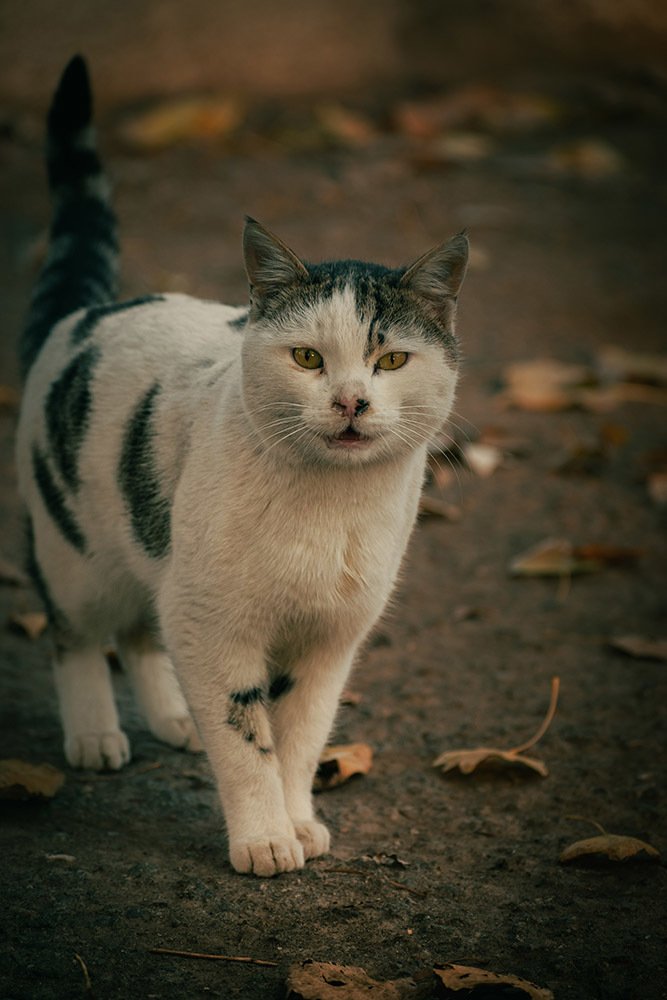 Photograph by Amir Ramezani