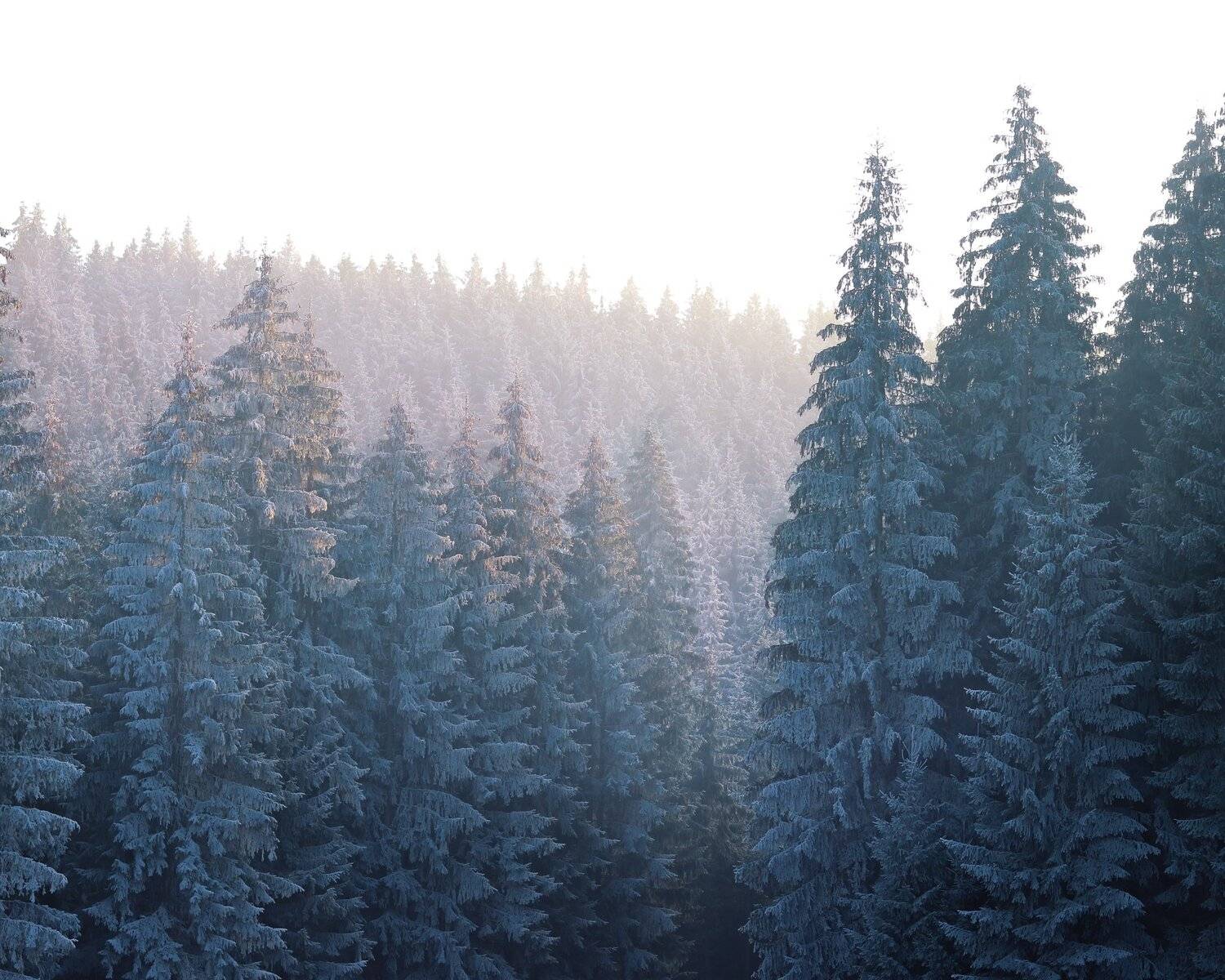 Photo #5335025
