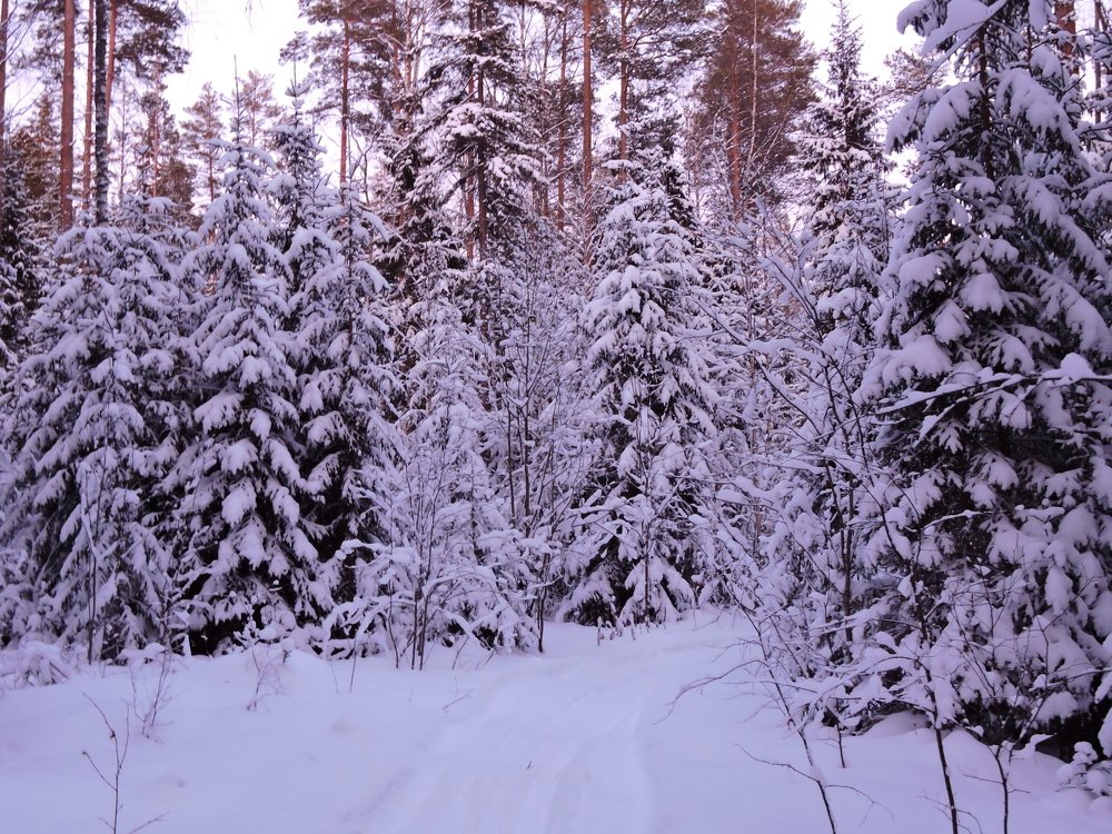 Ели