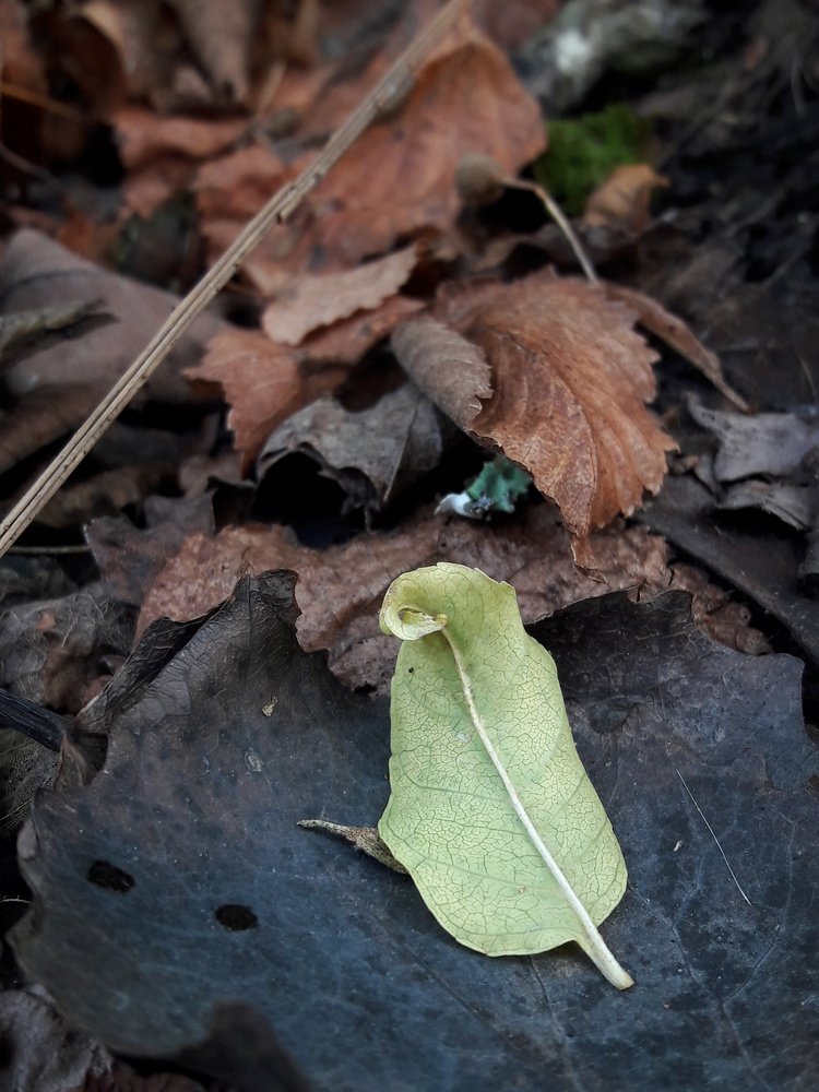 Могущество осени.
