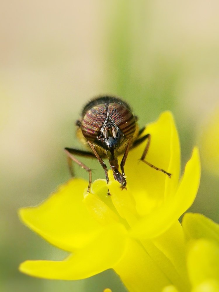 Honey Bee in action!