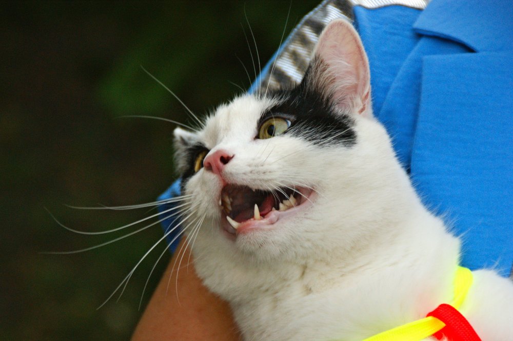 Диалог с четвероногим другом.