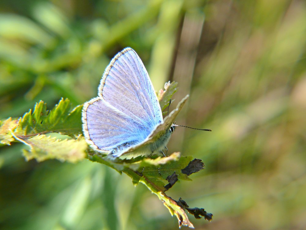 Голубой бриллиант.