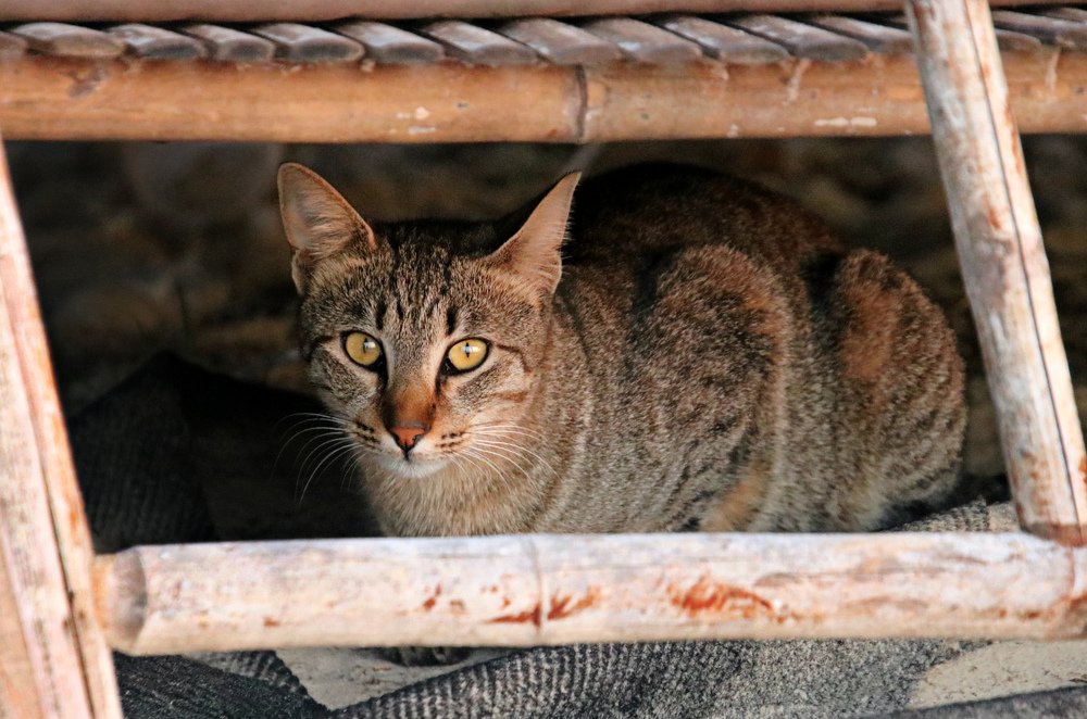 Photograph by Irina Radzinskaya