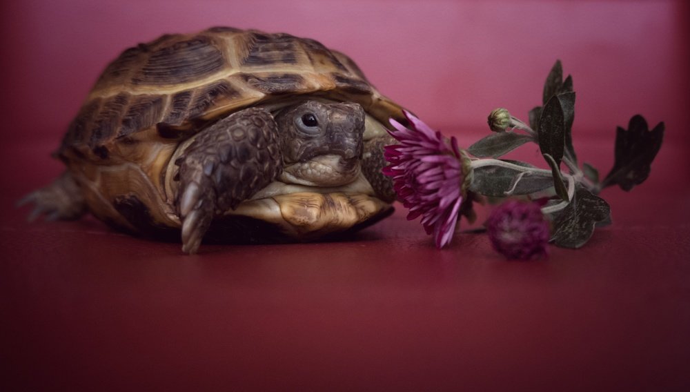 Photograph by Екатерина Кваша