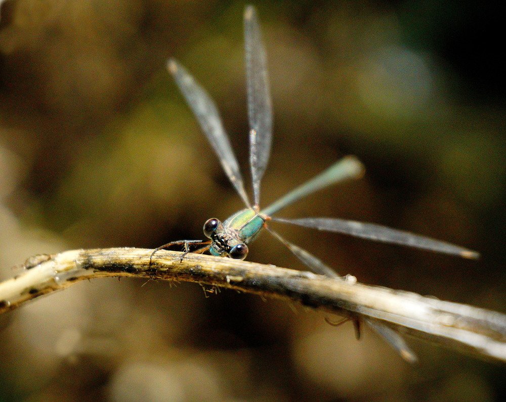 Photograph by Ale Ocaña Martínez
