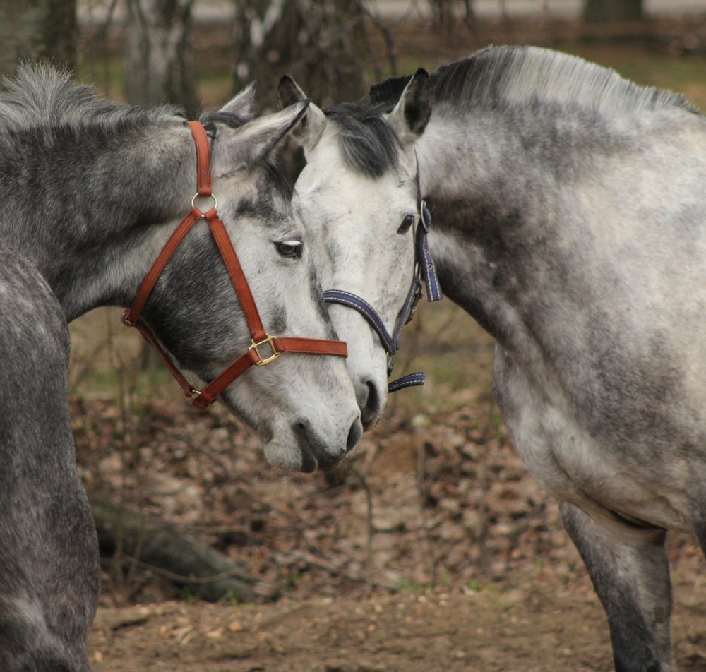 Photograph by Ольга Заповедная