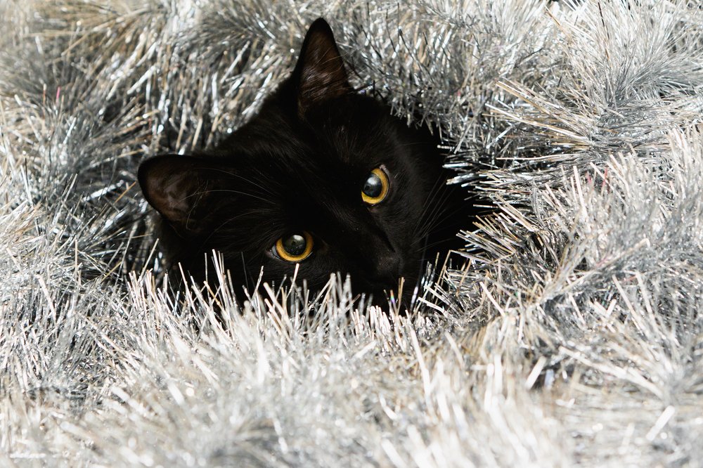 Фотография автора Андрей Серый